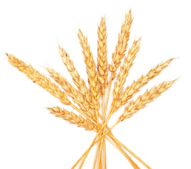 Beyaz altın buğday