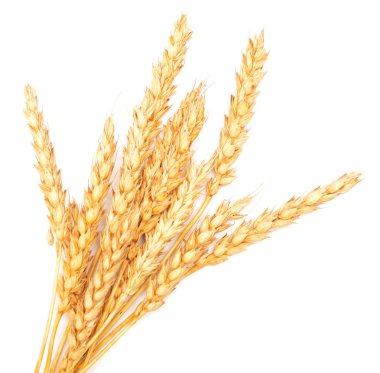 Beyaz altın buğday