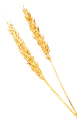 Beyaz altın buğday