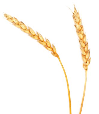 Beyaz altın buğday