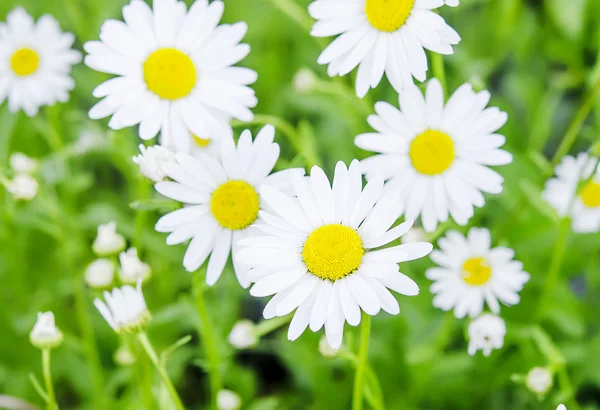 Camomilas no campo de verão — Fotografia de Stock