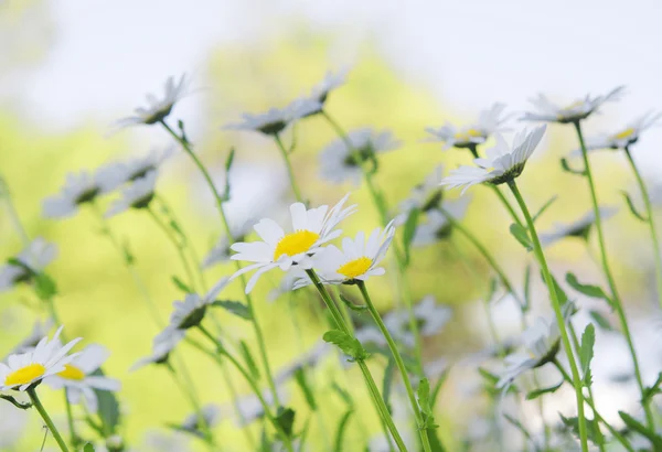 Kamillen auf dem Sommerfeld — Stockfoto