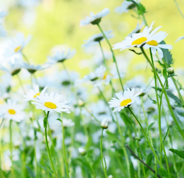 Camomiles na letní pole — Stock fotografie