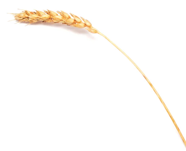 Beyaz buğday — Stok fotoğraf