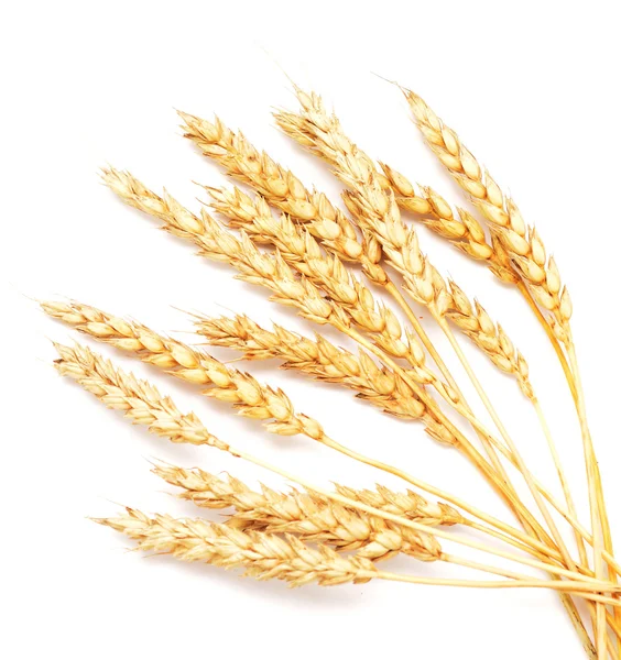 Пшеница на белом — стоковое фото