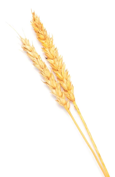 Пшениця на білому — стокове фото