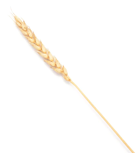 Wheat on white — Stock Photo, Image