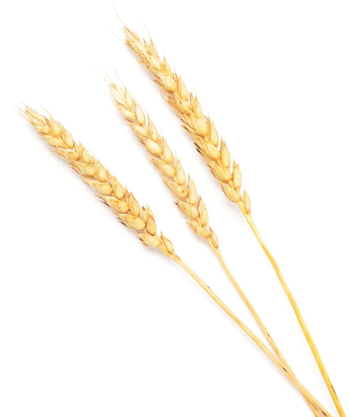 白小麦 — ストック写真