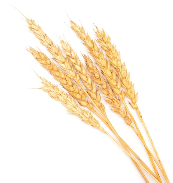 白小麦 — 图库照片