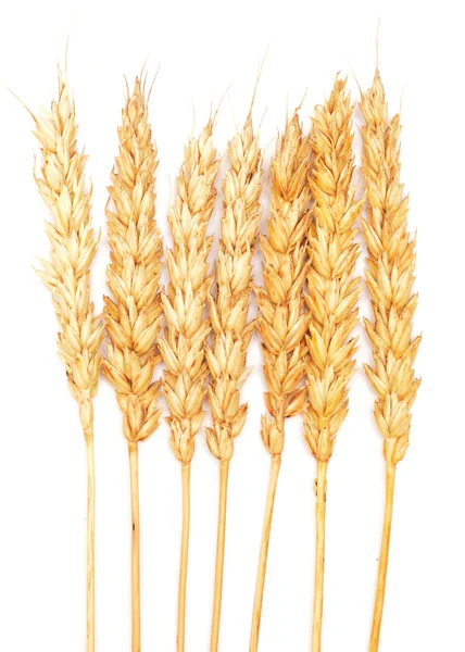 Zlatá pšenice na bílém pozadí — Stock fotografie