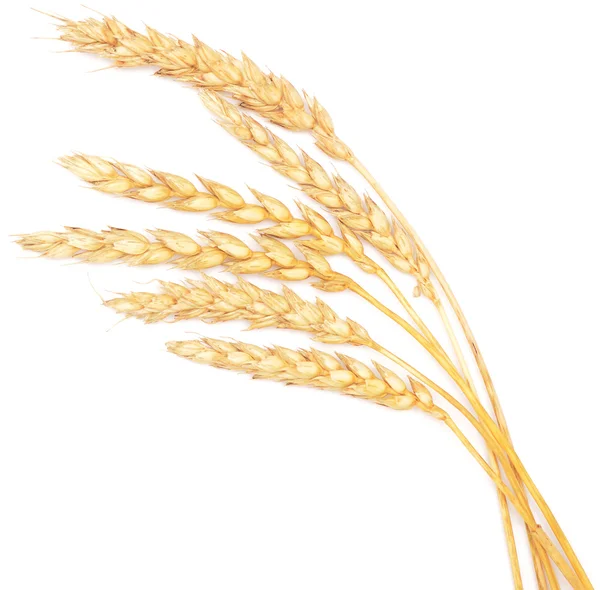 Golden wheat on white — Stock Photo, Image