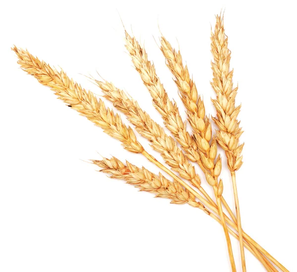 Golden wheat on white — Stock Photo, Image