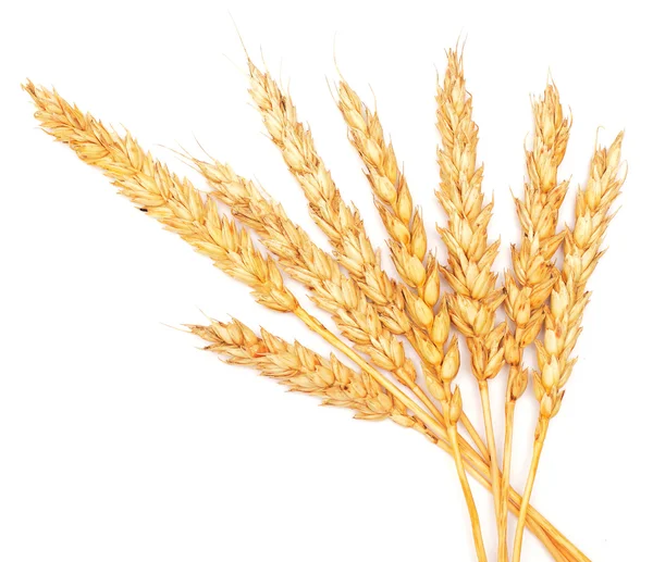 Golden wheat on white — Stock Photo, Image