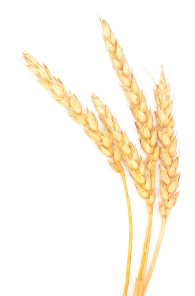 Goldenen Weizen auf weiß — Stockfoto