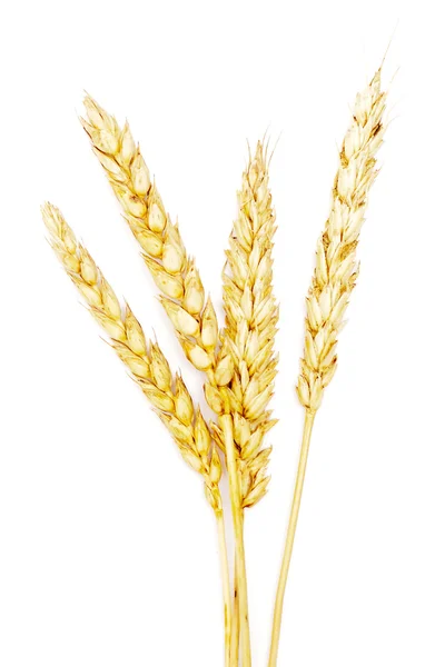 Zlatá pšenice na bílém pozadí — Stock fotografie