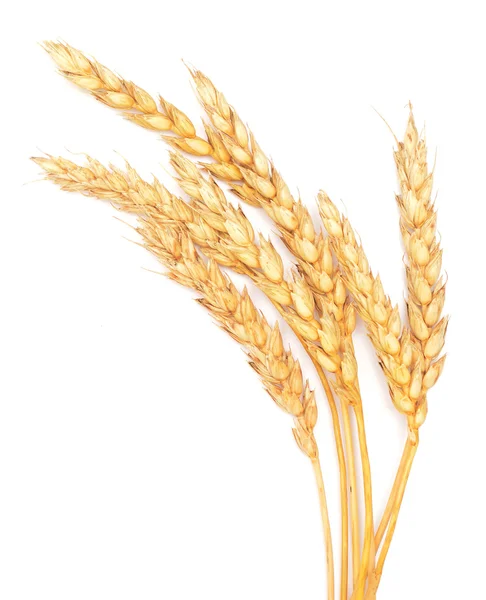 Золота пшениця на білому — стокове фото