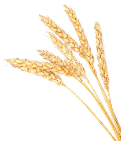 Złotej pszenicy na biały — Zdjęcie stockowe