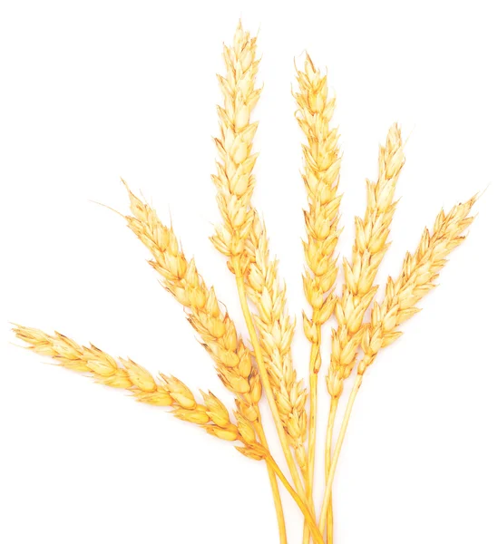 Golden wheat on white — Stock Photo, Image