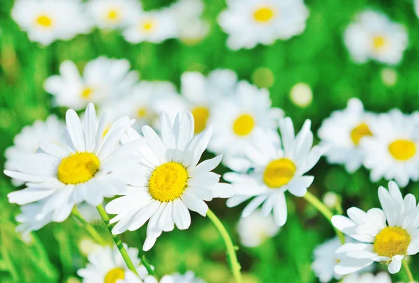 Gros plan de marguerites — Photo