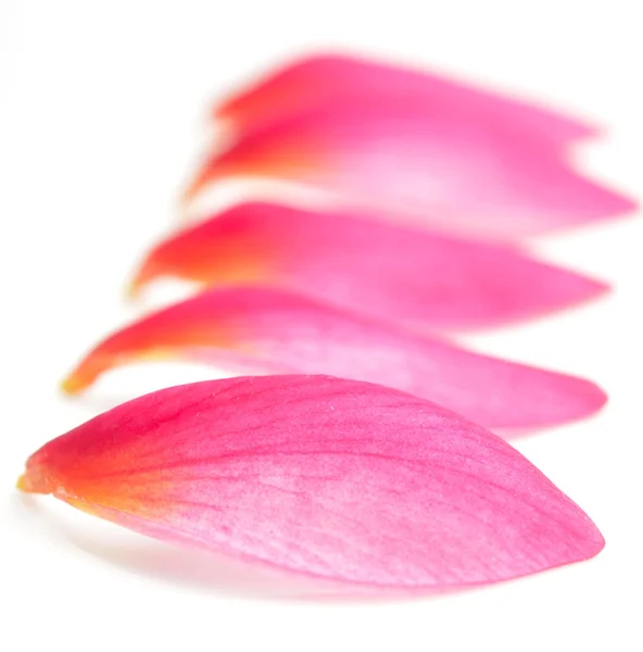 Petals on white — Stock Photo, Image