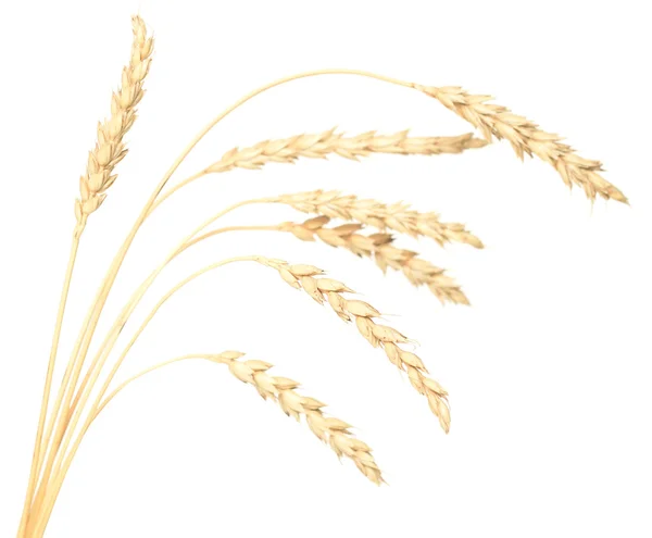 Wheat on white — Stock Photo, Image