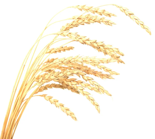 Wheat on white — Stock Photo, Image