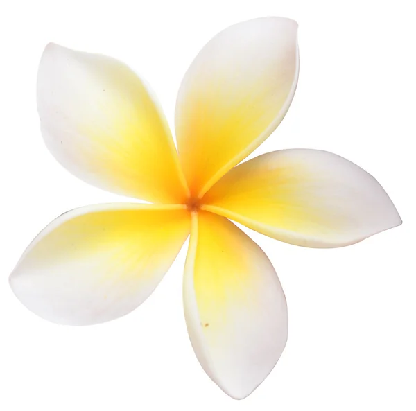 Close up frangipani — Stock Photo, Image