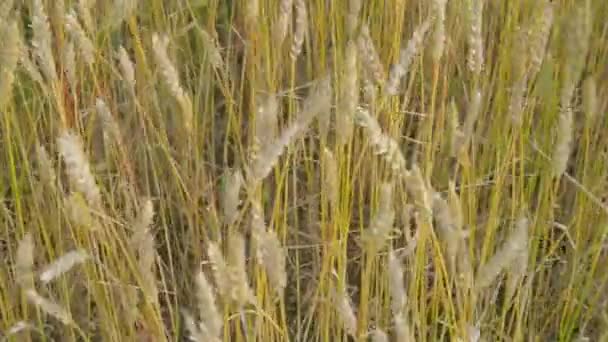Weizenfeld im Wind — Stockvideo