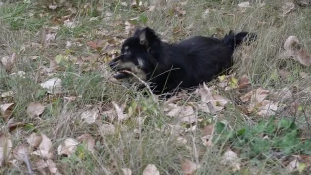 Hond en meisje in het park — Stockvideo