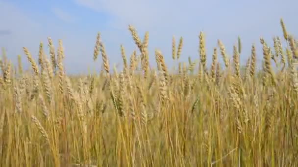 Campo de trigo e céu — Vídeo de Stock