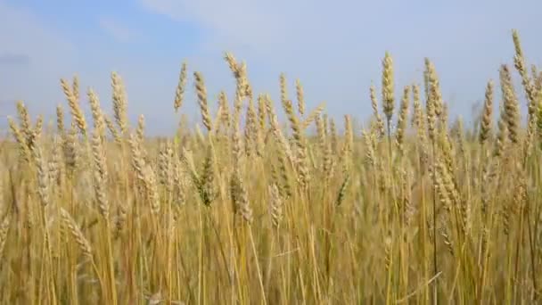 Пшеничное поле и небо — стоковое видео