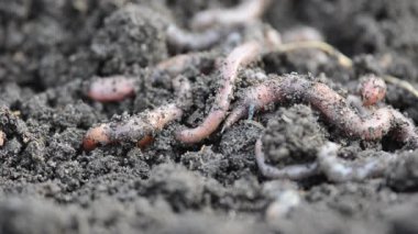 Grup tararken closeup solucanlar