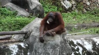 orangutan hayvanat bahçesinde