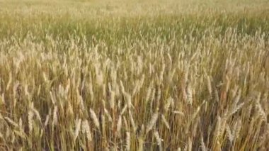 buğday alanında Rüzgar ve gökyüzü