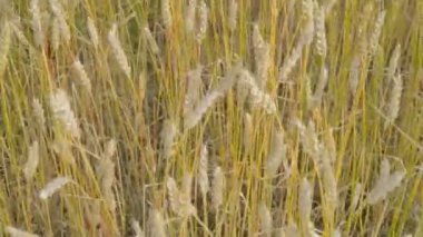 buğday alanında Rüzgar ve gökyüzü