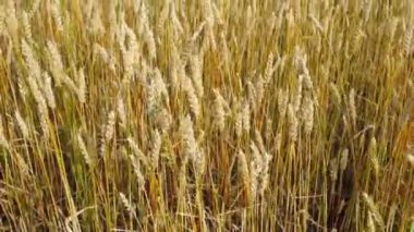 buğday alanında Rüzgar ve gökyüzü