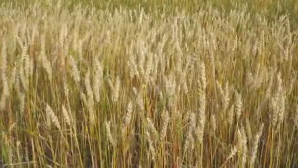 Wheat field in the wind and sky — Stok Video