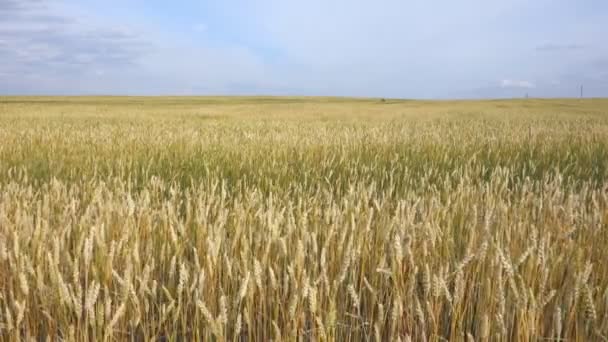 Campo de trigo no vento e céu — Vídeo de Stock