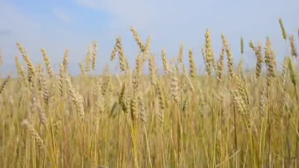 Campo de trigo en el viento y el cielo — Vídeo de stock