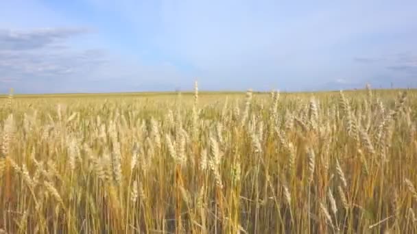 Πεδίο σιτάρι στον άνεμο και ουρανό — Αρχείο Βίντεο