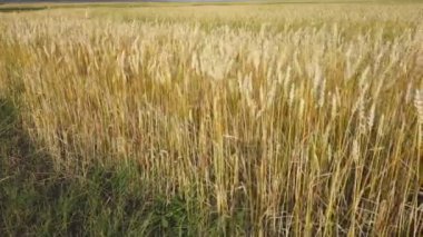 Buğday Rüzgar üzerinde alan