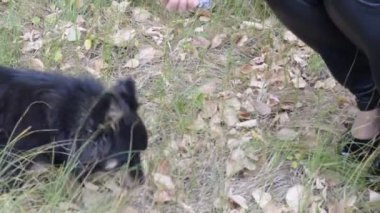 Kız parkta köpek besleme