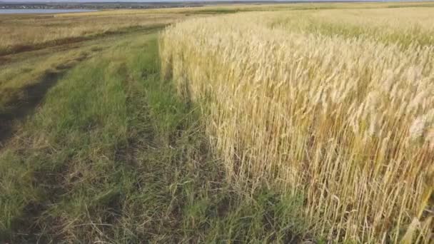 Campo de trigo en el viento — Vídeos de Stock