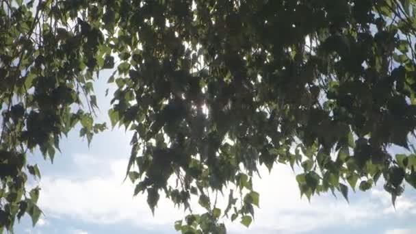 Słońce świeci przez liści brzozy — Wideo stockowe