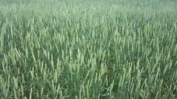 Уши пшеницы — стоковое видео