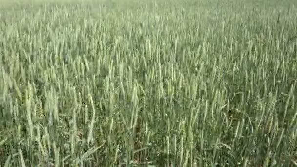 麦穗 — 图库视频影像