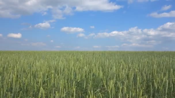 Campo de trigo e céu azul — Vídeo de Stock