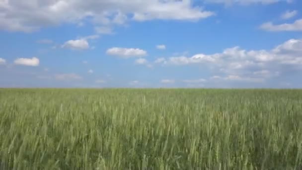 Πεδίο σιταριού και γαλάζιος ουρανός — Αρχείο Βίντεο