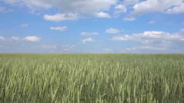 Campo de trigo e céu azul — Vídeo de Stock