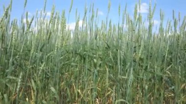 Buğday tarlası ve mavi gökyüzü